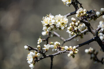 Fragrant flowers of an apple tree on a warm spring day close-up. The long-awaited arrival of spring, the beauty of nature. Apple tree on a dark background.