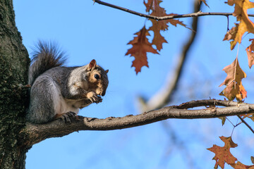 Squirrel eating acorns in Central Park