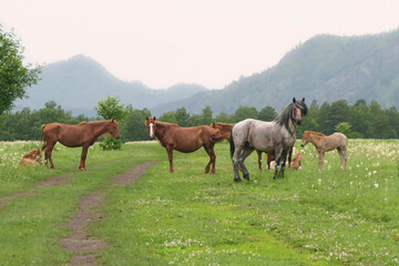 Beautiful horses graze in the mountains.