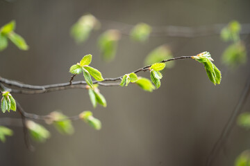 Thin branch of a tree with small green leaves in spring close-up. Warm spring day. Blurred background.