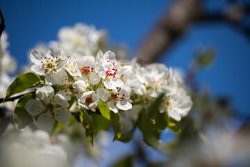 Spring cherry blossoms against the blue sky. A wonderful scent of a spring garden. Gardening and cultivation concept. Close-up.