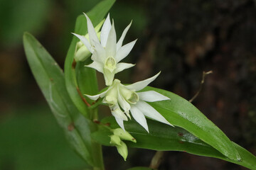 A Beautiful White orchid (Myanmar)