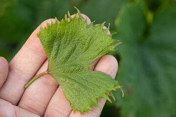 fan-shaped wrinkling of grape leaves as sign of herbicidal burn. Damage to grape plants by...
