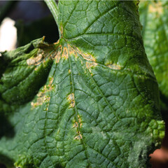 Olive spotting is fungal disease of plant of pumpkin family that is caused by pathogen phytopathogenic fungus Cladosporium cucumerinum.
