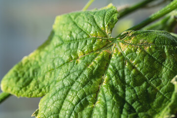 chlorosis on cucumber leaves Target leaf spot disease on cucumber. cucumber plant affected by...