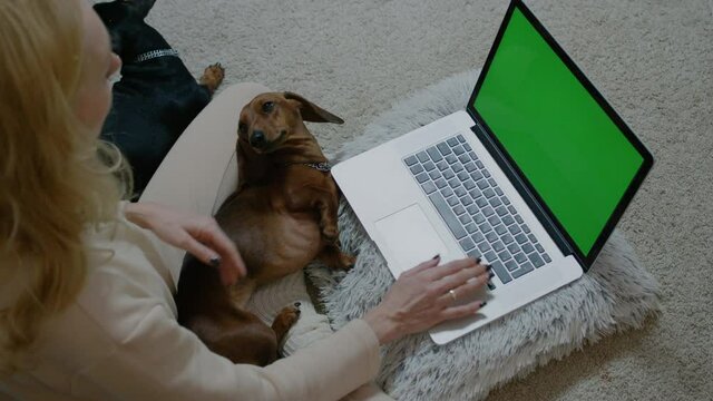 Cute pets and domestic lifestyle woman uses laptop with dog Rbbro