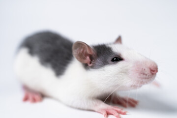 White and gray rat isolated on white background close-up. Scientific laboratory. Experiments on animals.