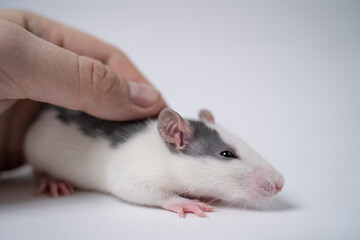 Close-up of a human hand stroking a rat. Cute rat isolated on white background. Pet.