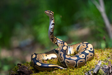 Een volwassen koninklijke python kijkt op en kijkt toe. Slang op het groene gras. Bos dieren.