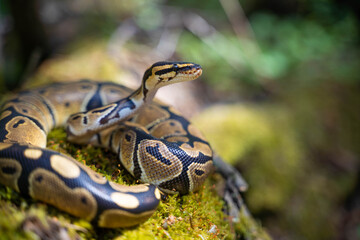 The royal python looks up close-up. Reptile in the terrarium. Blurred background.