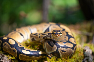 A beautiful royal python, rolled into a ball, looks at the camera. A dangerous animal. A predatory look. Close-up.