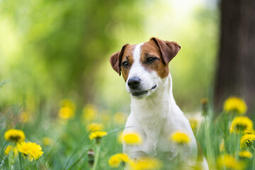 Cute Jack Russell Terrier in yellow flowers close-up. Portrait of a white dog with brown spots. Blurred background.