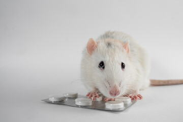 White rat with pills isolated on white background. Experimental rat close-up. Animal testing of drugs. Medicine and Science.