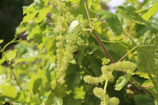Uvas