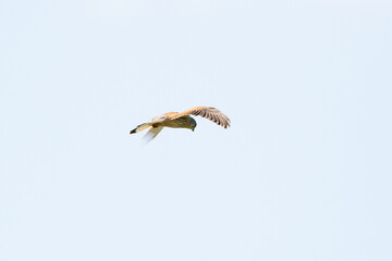 A Kestrel bird of prey hovers against a beautiful blue sky with white clouds, hunting for prey