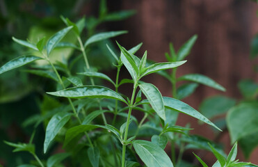 Closeup of creat / Green chiretta (Andrographis paniculata) plant, popularly known as Kalmegh in Bengali language and is being used as medicinal plant from age old days in Indian subcontinent. 
