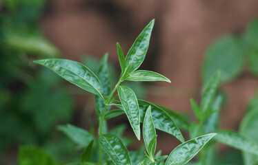 Closeup of creat / Green chiretta (Andrographis paniculata) plant, popularly known as Kalmegh in Bengali language and is being used as medicinal plant from age old days in Indian subcontinent. 