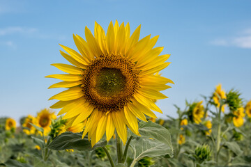 Sunflower in a field in Provence