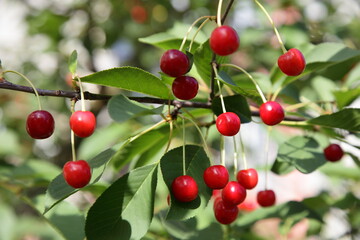 Ripe red cherries on a cherry tree branch at sunny summer day