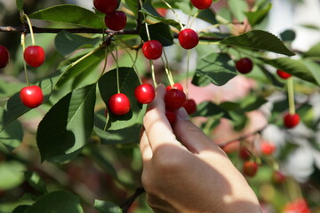 White woman hand with ripe red cherries on a cherry tree branch at sunny summer day
