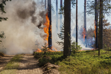 Fototapeta na wymiar Lena fire. Trees in flames, thick clouds of smoke.