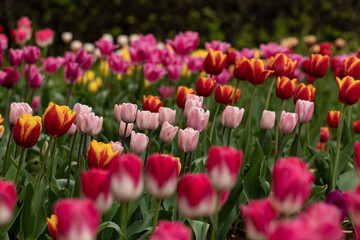 Dull pink row of tulips on the forest and pink tulips in the background. A row of white-pink tulips in the foreground.