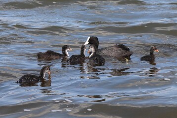 Eurasian coot, or common coot, or Australian coot (Lat. Fulica atra) family swimming. Parent and...