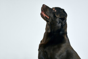 black purebred dog labrador friendship animal