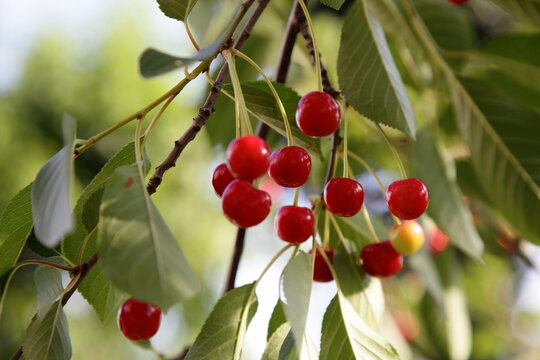 Ripe red cherries berries on a cherry tree branch at sunny summer day
