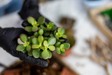 Top view florist female hands arrangement succulents with ground into glass florarium at workshop