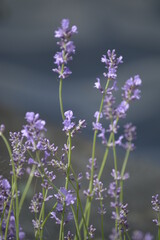 close up of lavender