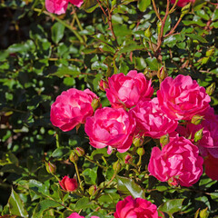 Blühende rote Buschrosen im Garten