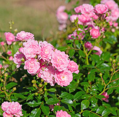 Blühende rosa Buschrosen im Garten