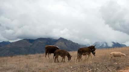 Animales Pastando en Cuzco