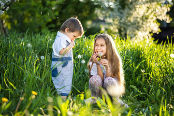 Brother and sister have fun playing with blooming white yellow and fluffy dandelions in a warm spring garden