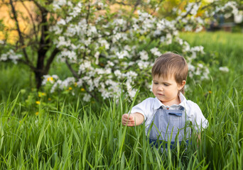 Funny little boy with blue bright eyes in overalls eating fresh green grass in a large blooming garden