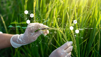 Science of plant research, Chromosome DNA and genetic, Development of rice varieties, Scientist...