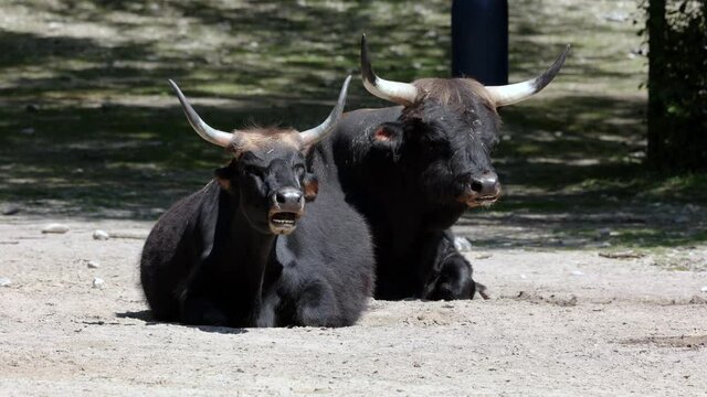 Heck cattle, Bos primigenius taurus, claimed to resemble the extinct aurochs. Domestic highland cattle seen in a German park