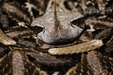 gaboon viper