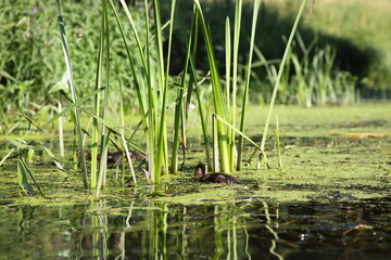 Small wild ducklings swims in the green mud in a swampy lake on the water among the reed grass blades, European waterfowl birds