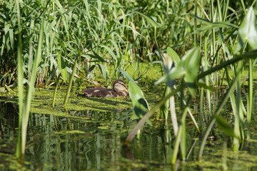 Waterfowl wild duck swim in the green mud in a swampy lake on the water among the grass blades