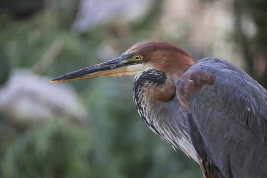 Goliath heron