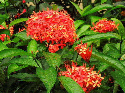   orange and yellow ixora pavetta  flowers in canning hill,  singapore, in southeast asia    