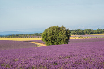 Fototapeta na wymiar Lavender field on the plateau of Valensole, in Provence