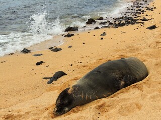 hawaiian monk seal sleeping in the sand next to the surf on lawai beach, kauai, hawaii © Nina