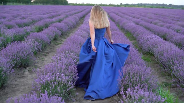 back view of a young Caucasian woman walking in a lavender field dressed in a blue long satin dress.