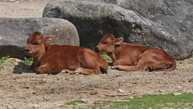 Baby Aurochs, Heck cattle, Bos primigenius taurus, claimed to resemble the extinct aurochs. Domestic highland cattle seen in a German park