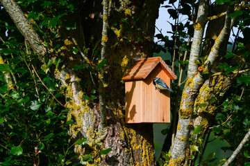 Nichoir mésange bleue