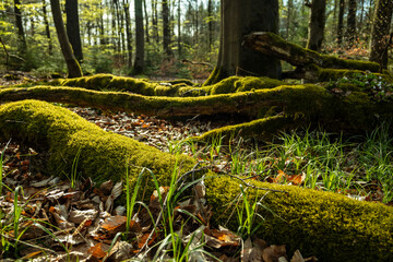 Close-up of a moss-covered deadwood branch on the forest floor near Amelgatzen, Weserbergland,...