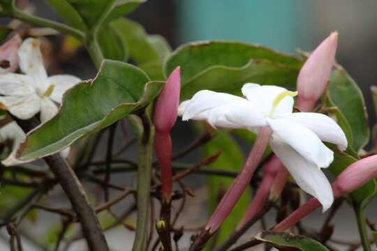 Jasminum Polyanthum Flower Macro Photo